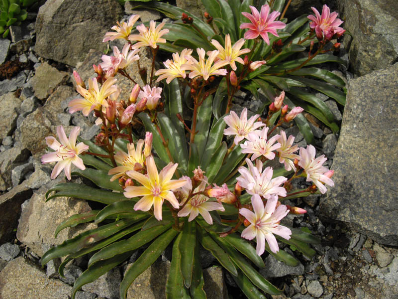 Lewisia longipetala 'Little Peach' photo